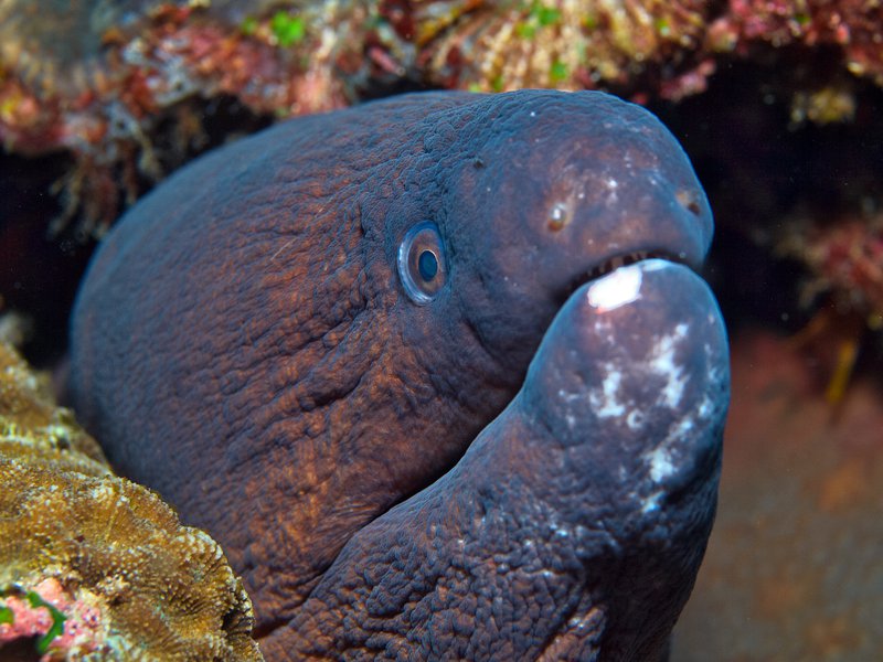 Moray eel, Arus Balee